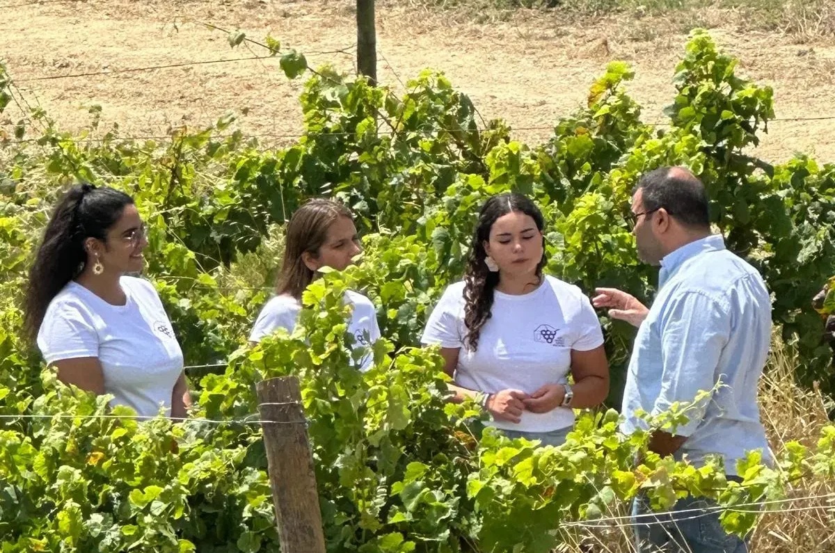 Caminhada pelas Vinhas com Refeição